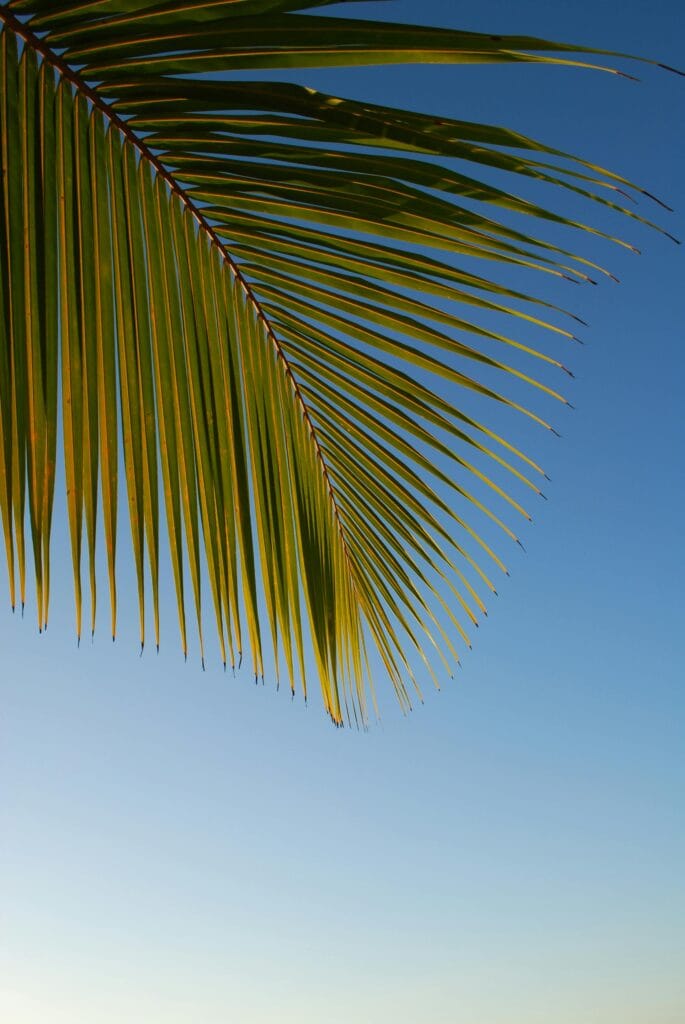Close-up of a palm leaf with a clear blue sky backdrop, symbolizing tropical summer vibes.